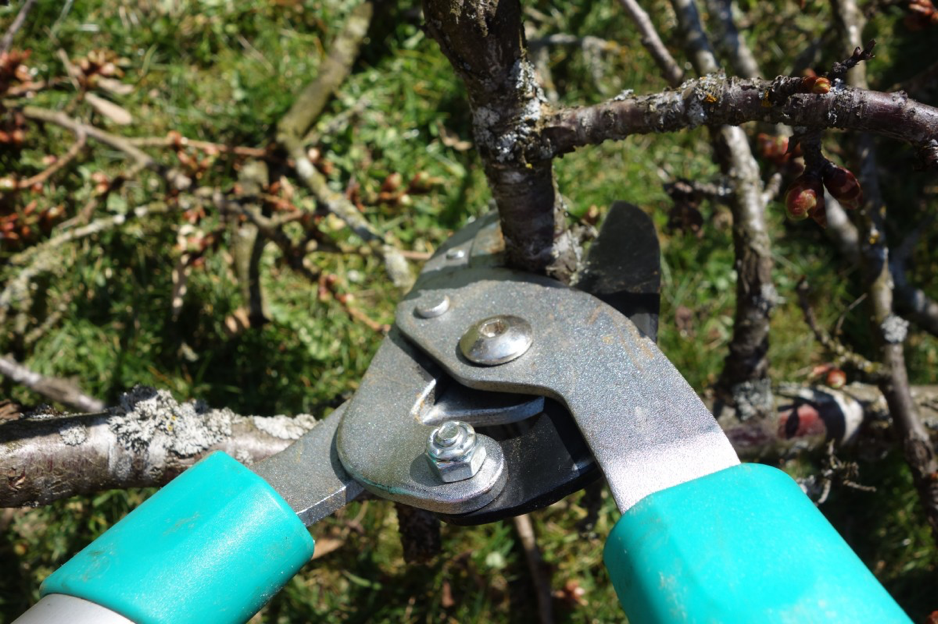 Trimming tree