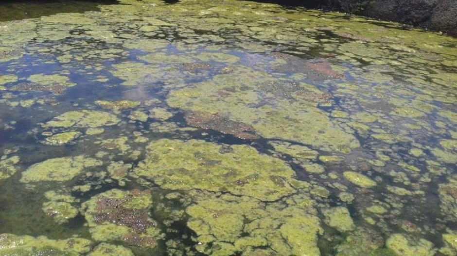 Algae in Water Tank