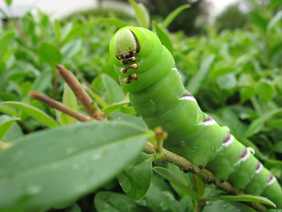 Green Caterpillar