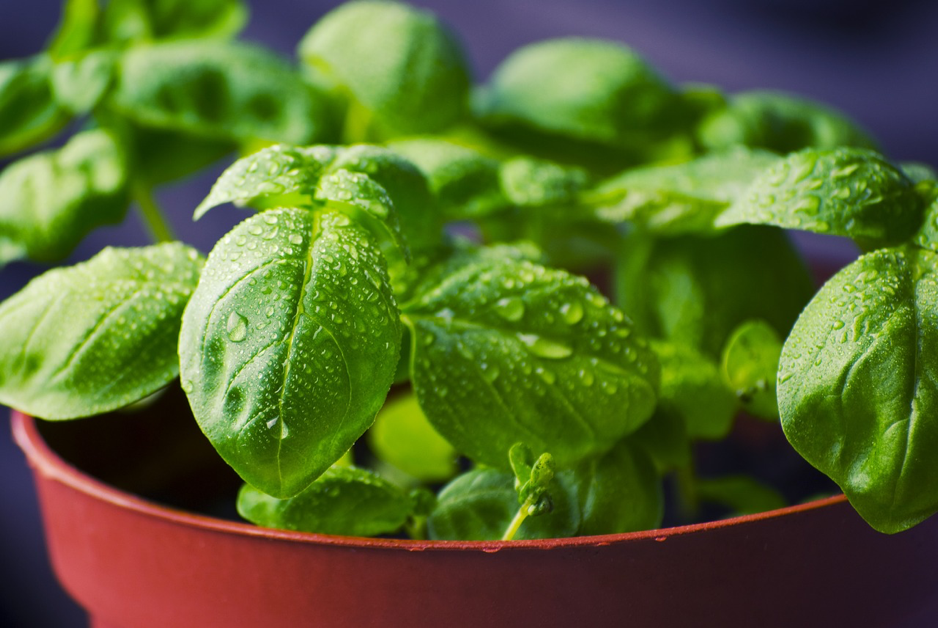 Peppermint plant