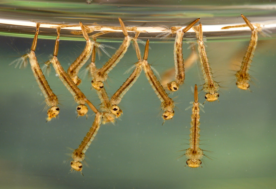 Mosquito breeding on fresh water