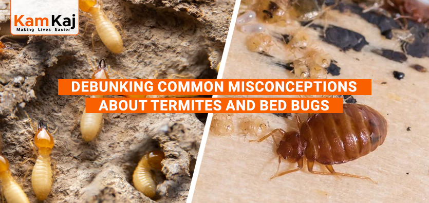 Debunking Common Misconceptions about Termites and Bed Bugs